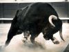 Phe bò Bitcoin đang gặp nguy hiểm khi tín hiệu bán xuất hiện ngay trước Thứ Năm đen tối đang đến gần Bo Bitcoin gap nguy hiem
