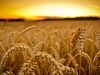 Giao thức DeFi Harvest Finance bị tấn công, giá token của nền tảng – FARM – rơi tự do a-possible-exploit-in-harvest-finance-has-sent-farm-price-tumbling-by-65-in-less-than-an-hour